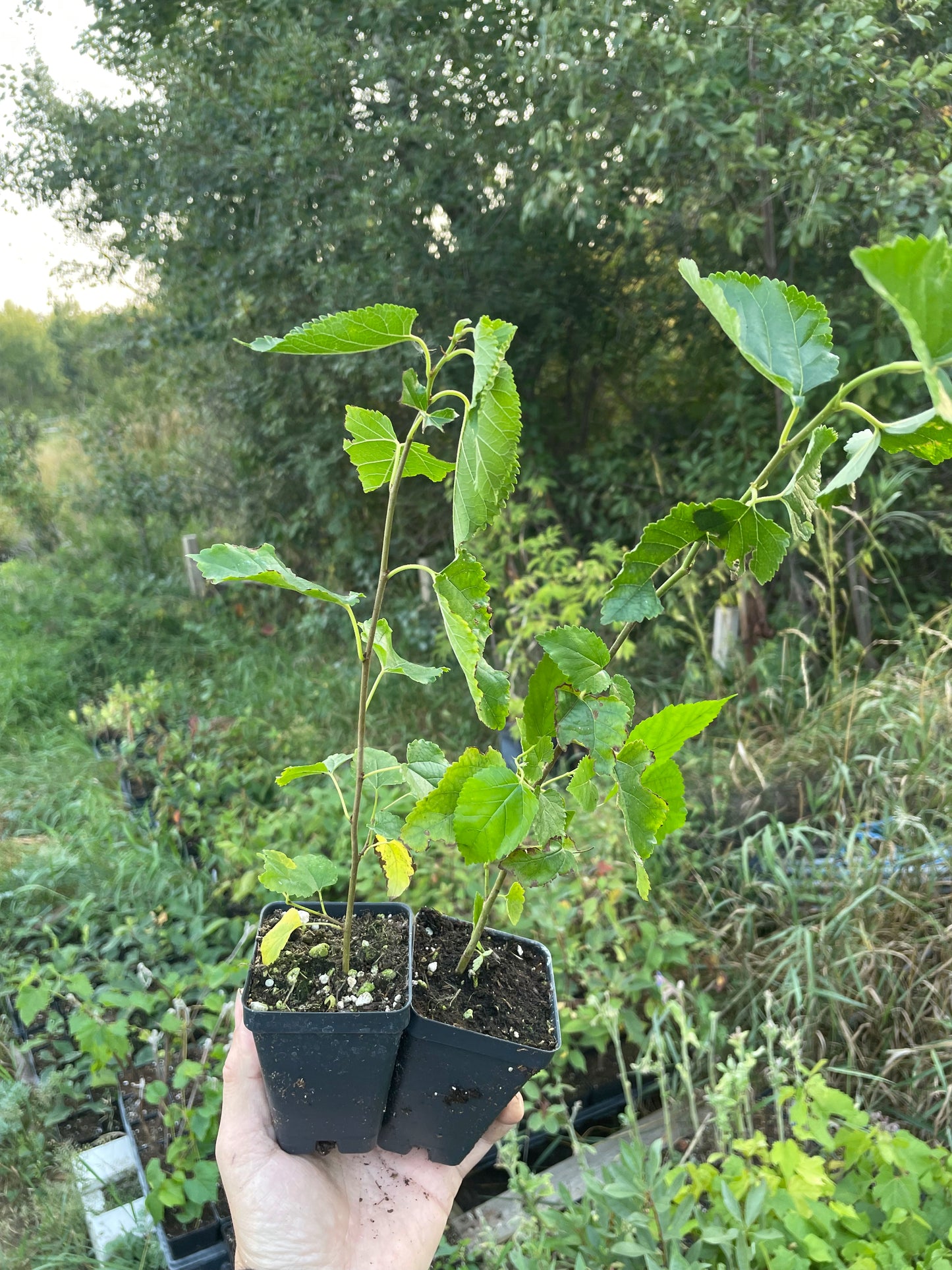 Tatarian White Mulberry (Morus alba var. tatarica)