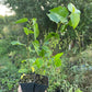 Tatarian White Mulberry (Morus alba var. tatarica)