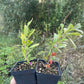 Goji Berry (Lycium barbarum)