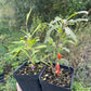 Goji Berry (Lycium barbarum)