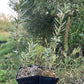 Altaiskaya Sea Buckthorn (Hippophae rhamnoides ‘Altaiskaya’)