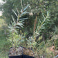 Altaiskaya Sea Buckthorn (Hippophae rhamnoides ‘Altaiskaya’)