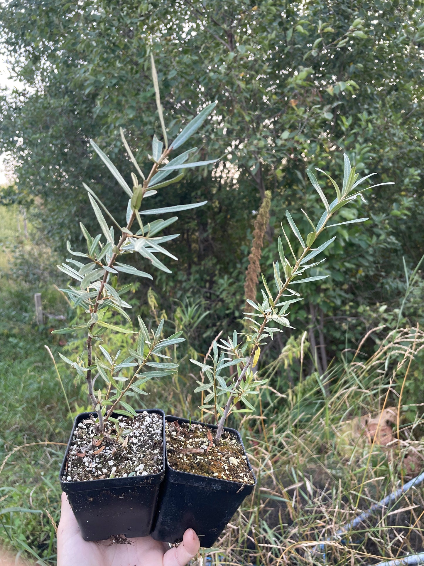 Altaiskaya Sea Buckthorn (Hippophae rhamnoides ‘Altaiskaya’)