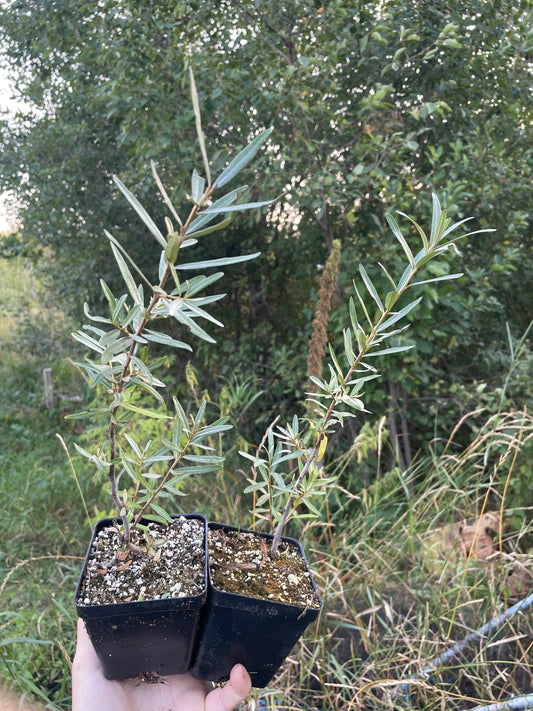 Altaiskaya Sea Buckthorn (Hippophae rhamnoides ‘Altaiskaya’)