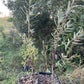 Chuyskaya Sea Buckthorn (Hippophae rhamnoides 'Chuyskaya')