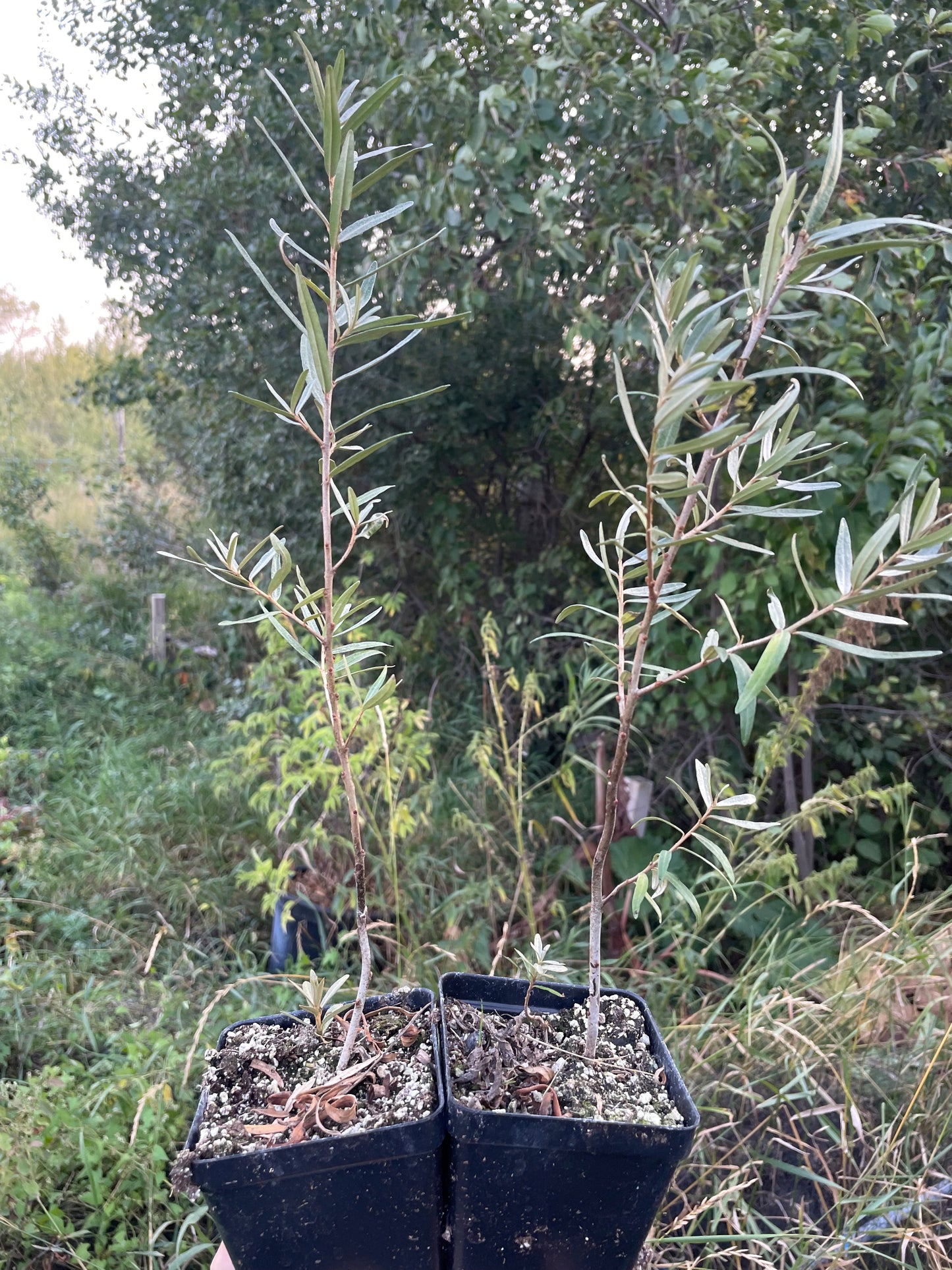 L'argousier de Chuyskaya (Hippophae rhamnoides 'Chuyskaya')