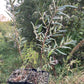 Chuyskaya Sea Buckthorn (Hippophae rhamnoides 'Chuyskaya')