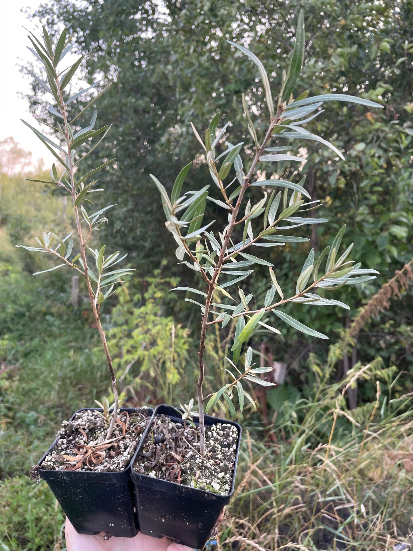 L'argousier de Chuyskaya (Hippophae rhamnoides 'Chuyskaya')