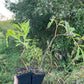 Saúco rojo de hojas de encaje (Sambucus racemosa)