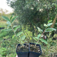 Autumn Olive (Elaeagnus umbellata) - Zone 3/4