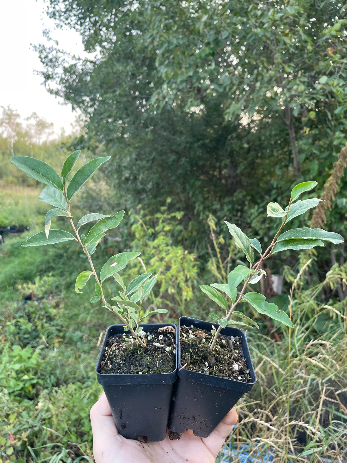 Autumn Olive 'Garnet' Seedlings (Elaeagnus umbellata)