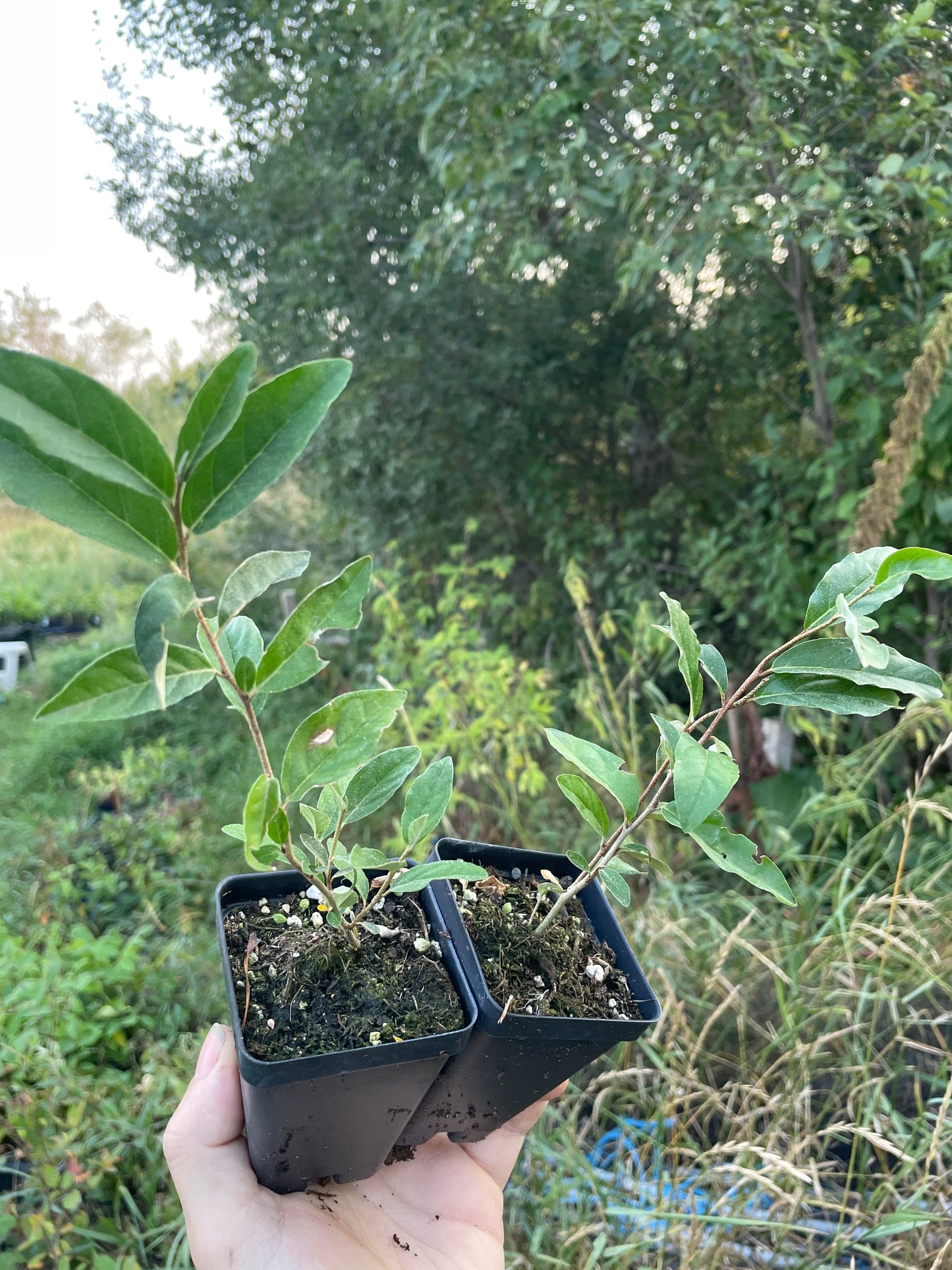 Autumn Olive 'Garnet' Seedlings (Elaeagnus umbellata)