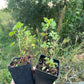 Wax Currant (Ribes cereum)