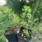 Wax Currant (Ribes cereum)