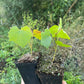 Amur Grape Seedlings (Vitis amurensis)
