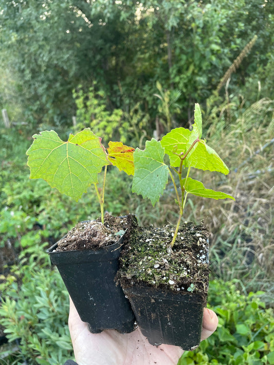 Plants de raisin de l'Amour (Vitis amurensis)