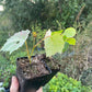 Amur Grape Seedlings (Vitis amurensis)