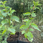 Cerisier de Nankin (Prunus tomentosa)