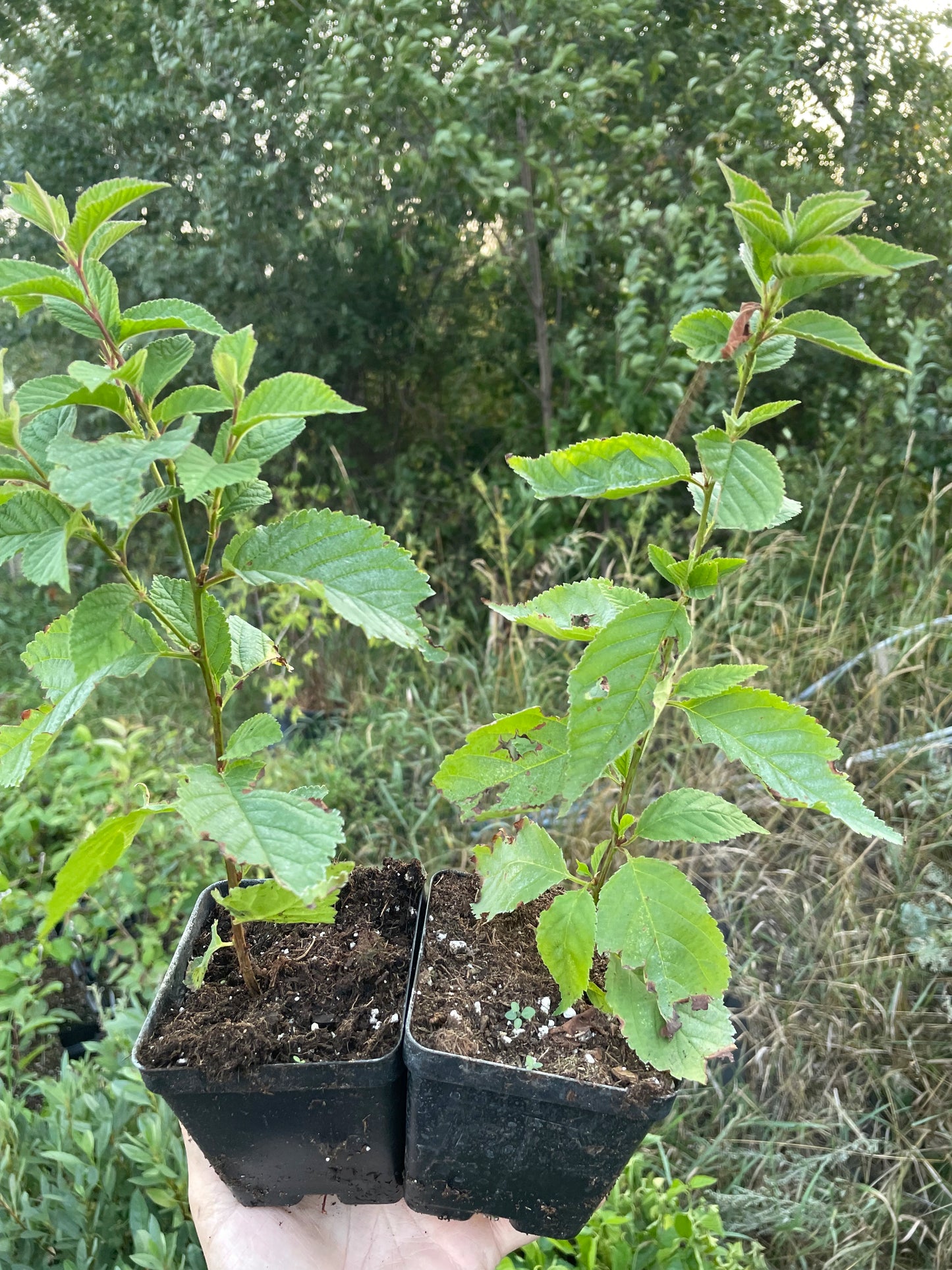 Nanking Cherry (Prunus tomentosa)