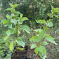 Cerisier de Nankin (Prunus tomentosa)