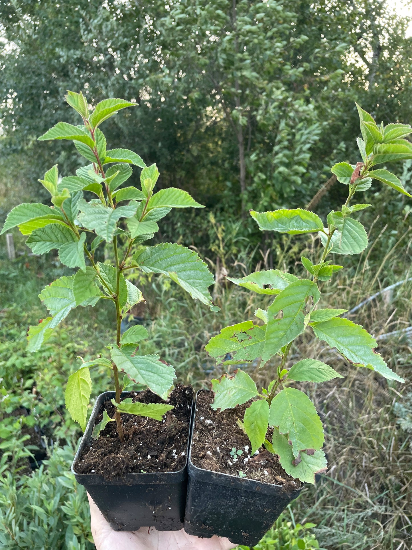 Nanking Cherry (Prunus tomentosa)