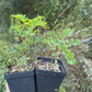 Caragana (Caragana arborescens)