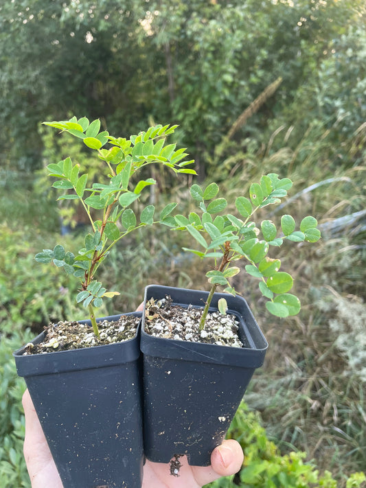 Caragana (Caragana arborescens)