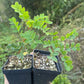 Caragana (Caragana arborescens)