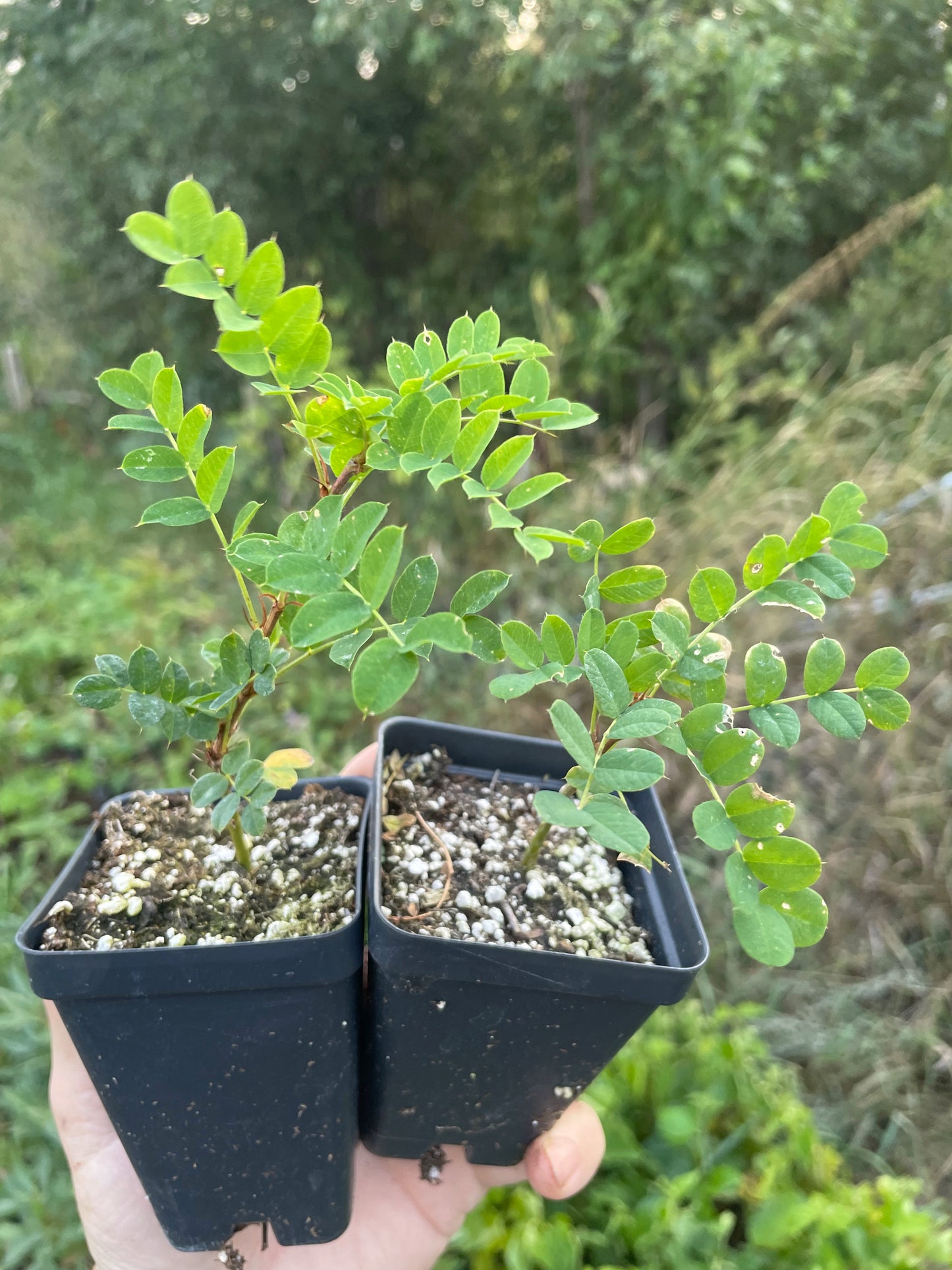 Caragana (Caragana arborescens)