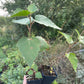 Paper Birch (Betula papyrifera)