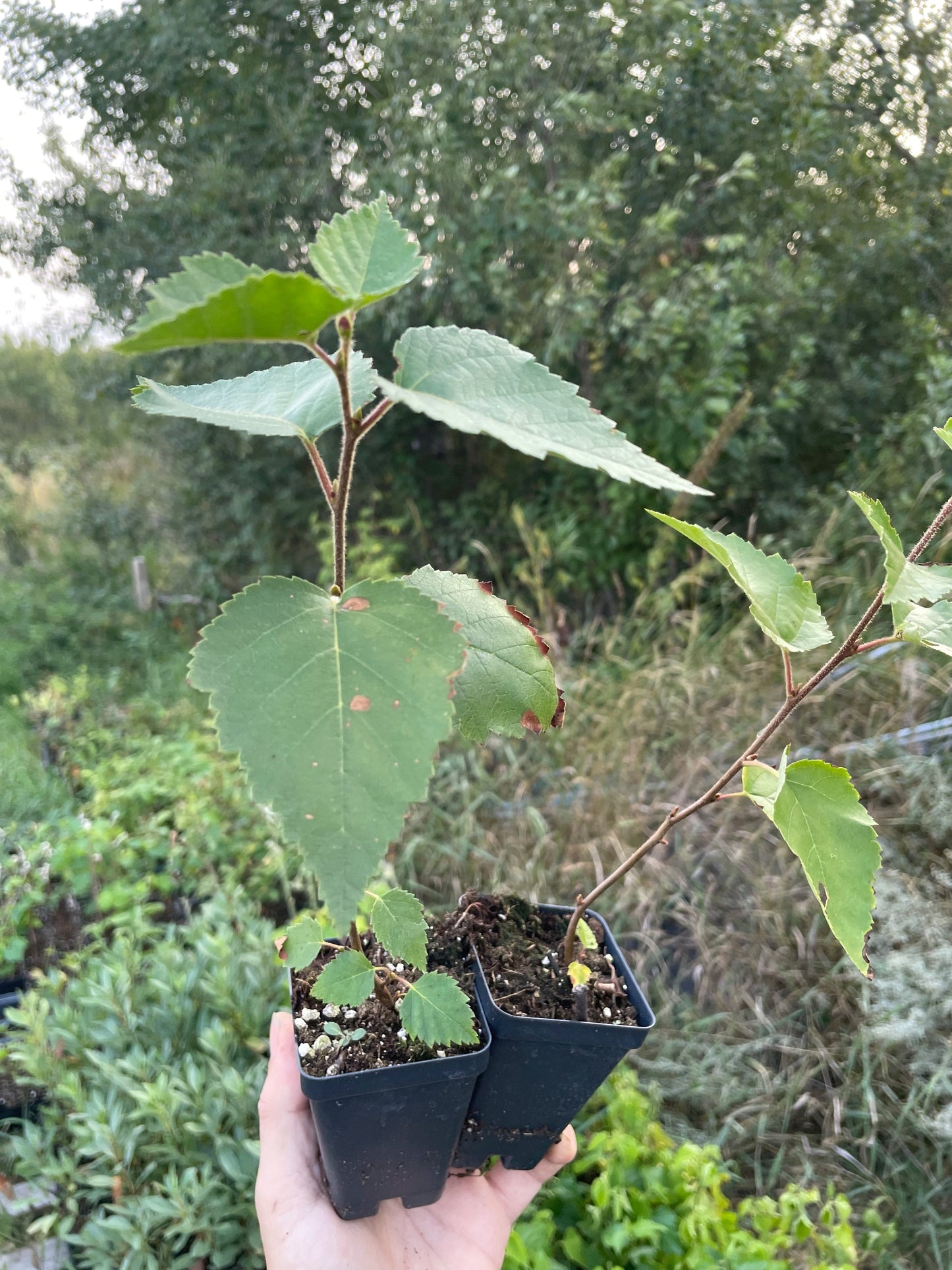 Paper Birch (Betula papyrifera)