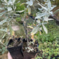 Prairie Sage (Artemisia ludoviciana)