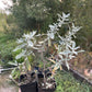 Prairie Sage (Artemisia ludoviciana)
