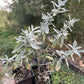 Prairie Sage (Artemisia ludoviciana)