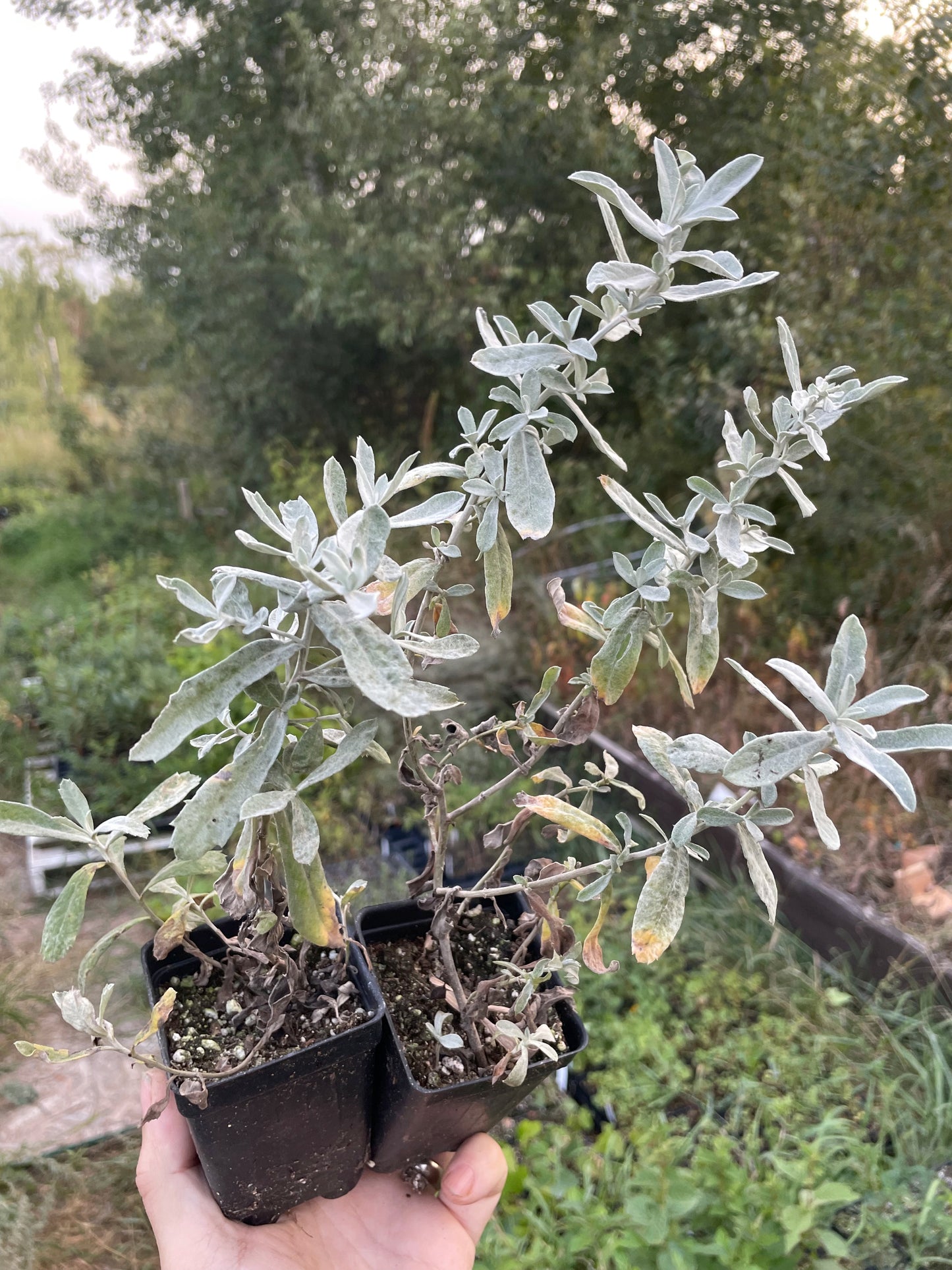 Prairie Sage (Artemisia ludoviciana)