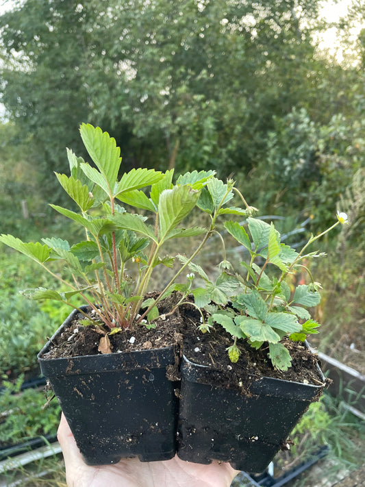 Alpine Strawberry, Wild Strawberry (Fragaria vesca)