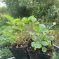 Alpine Strawberry, Wild Strawberry (Fragaria vesca)