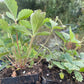Alpine Strawberry, Wild Strawberry (Fragaria vesca)
