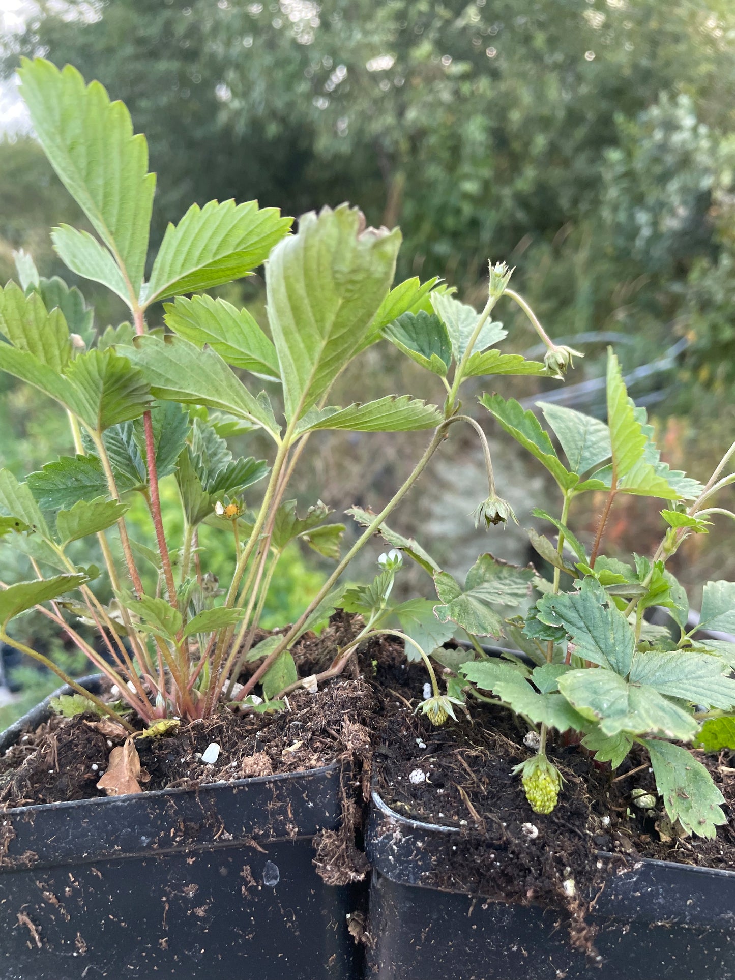 Alpine Strawberry, Wild Strawberry (Fragaria vesca)