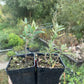 Wild Sea Buckthorn (Hippophae rhamnoides)
