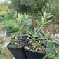 Wild Sea Buckthorn (Hippophae rhamnoides)