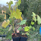 Amur Grape Seedlings (Vitis amurensis)