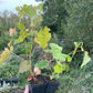 Amur Grape Seedlings (Vitis amurensis)