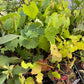 Amur Grape Seedlings (Vitis amurensis)