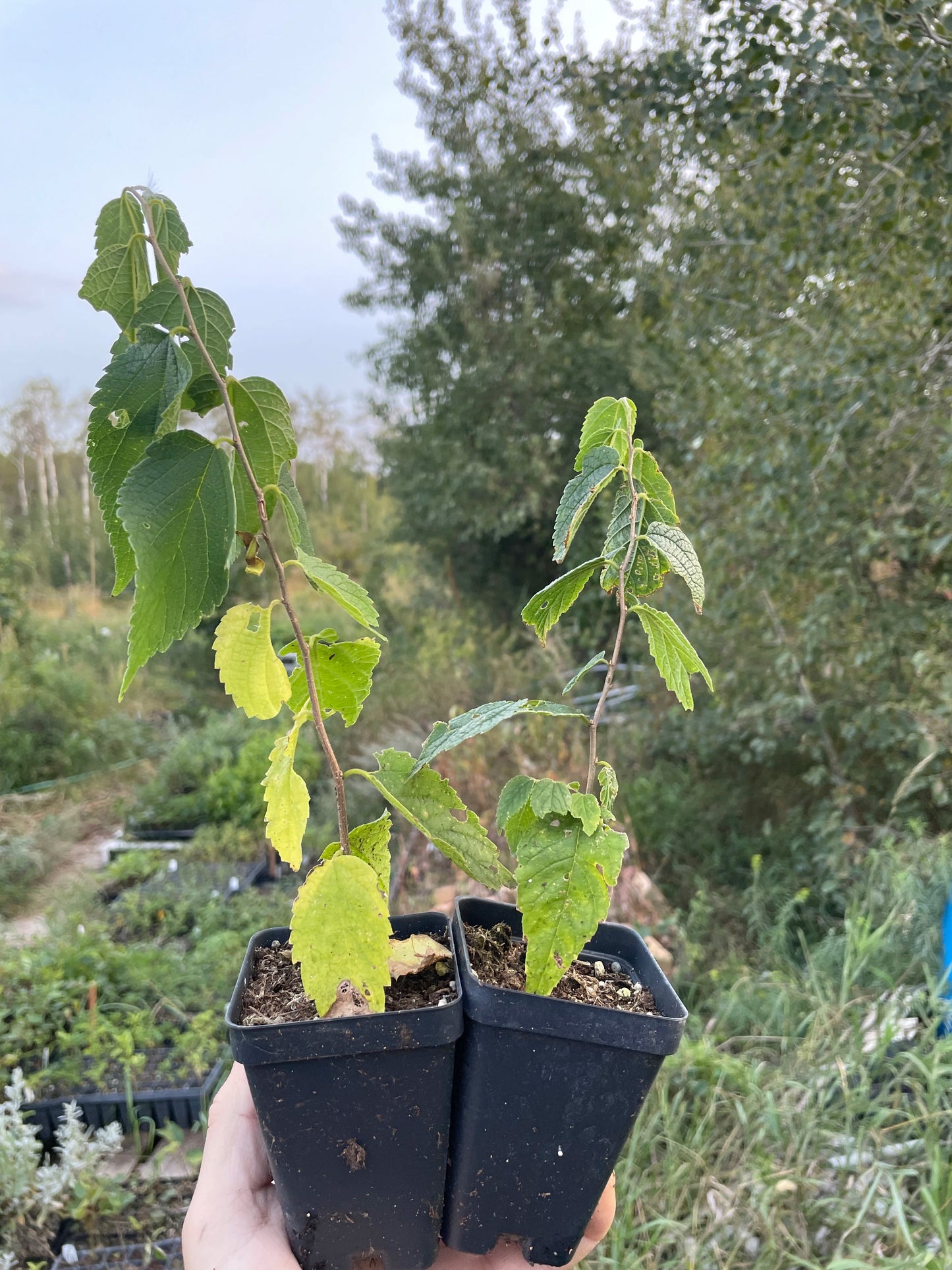 Micocoulier (Celtis occidentalis)