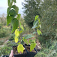 Hackberry (Celtis occidentalis)