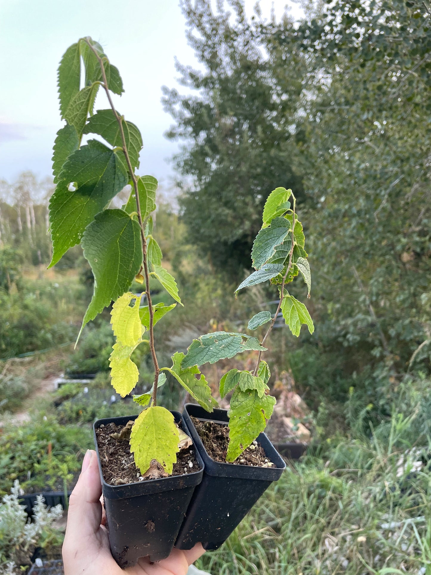 Micocoulier (Celtis occidentalis)