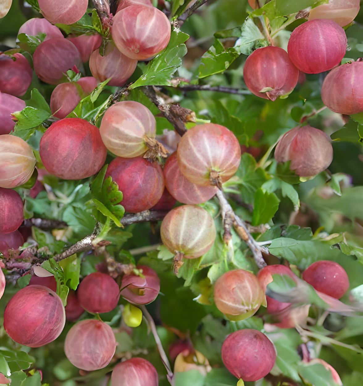 Gooseberry - Pixwell (Ribes hirtellum 'Pixwell')