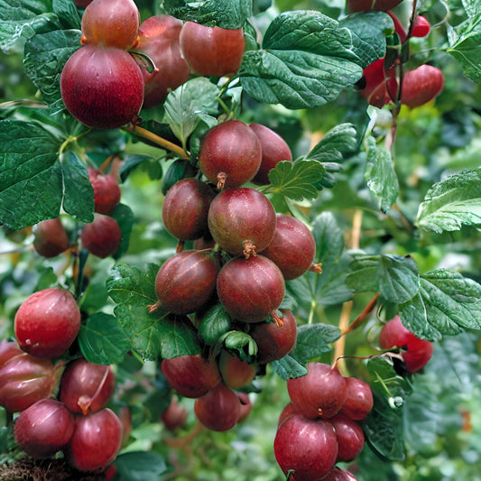 Groseille à maquereau - Hinnomaki Rouge (Ribes uva-crispa 'Hinnomaki Rouge')