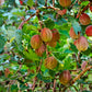 Groseille à maquereau - Poorman (Ribes hirtellum 'Poorman')